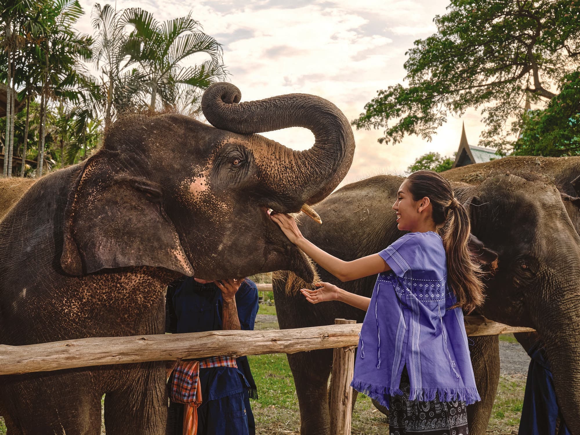 A guest feeding an elephant by hand at the elephant camp